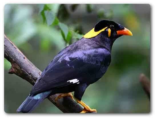  Chhattisgarh State bird, Hill myna, Gracula religiosa